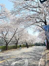 대구의 대표 봄여행 벚꽃 명소 이월드🎡🌸