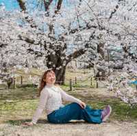 ดอกซากุระบานที่ Maizuru Park 🌸🗻🇯🇵
