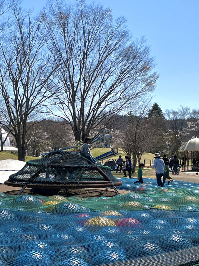 【宮城×春旅】水に映り込む桜の絶景 🥰 