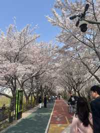 석촌호수말고 여기가세요!