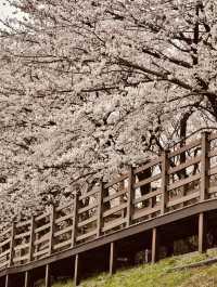 Blossom Tunnel by the Stream: Anyangcheon's Spring Delight