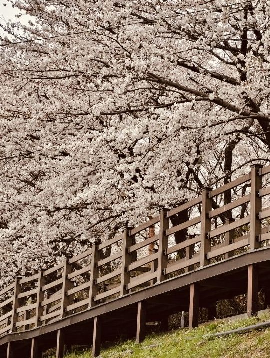 Blossom Tunnel by the Stream: Anyangcheon's Spring Delight