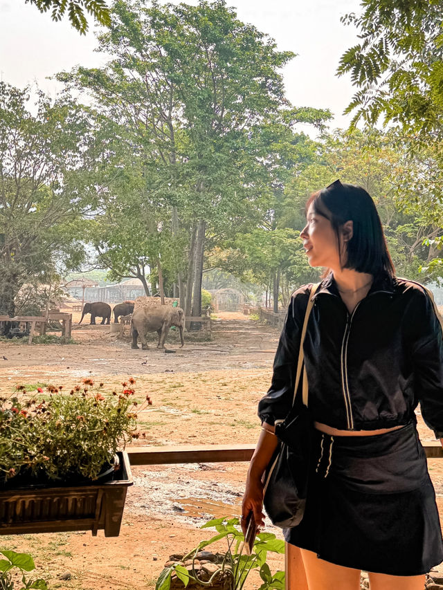 🇹🇭태국 Elephant Nature Park(ENP)에 대해 알고 있나요?🇹🇭