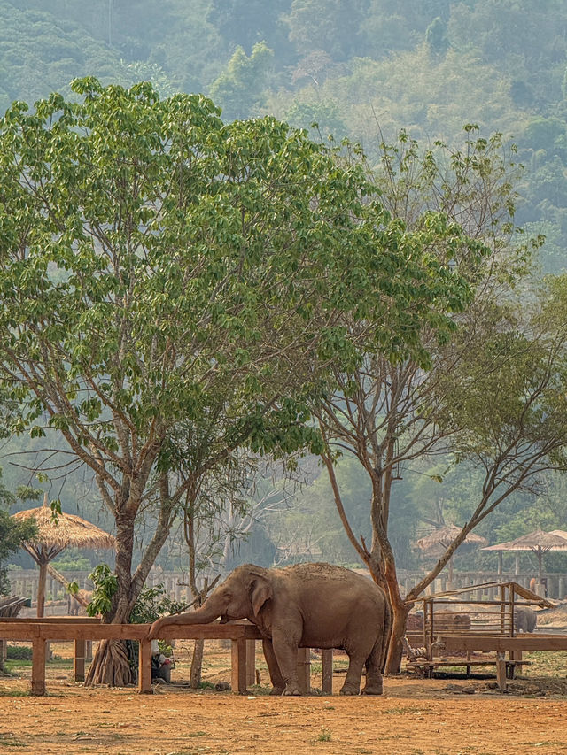 🇹🇭태국 Elephant Nature Park(ENP)에 대해 알고 있나요?🇹🇭