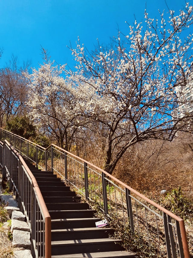 Spring Strolls with a View: Dalmaji Park's Scenic Pathways