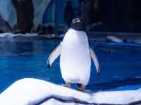 สวนสนุกโลกใต้ทะเล Shanghai Haichang Ocean Park
