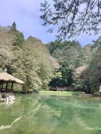 ไปดูดอกแมกโนเลียที่ Alishan 