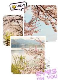 Urban Oasis in Bloom: Gwanggyo Lake's Springtime Charm for All 