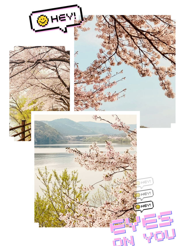 Urban Oasis in Bloom: Gwanggyo Lake's Springtime Charm for All 