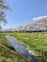 【福岡観光】桜パトロール