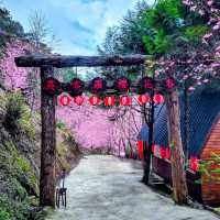 🌸** 隱藏在深山中的賞櫻秘境**🌸