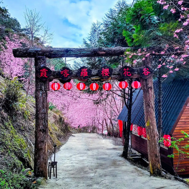 🌸** 隱藏在深山中的賞櫻秘境**🌸