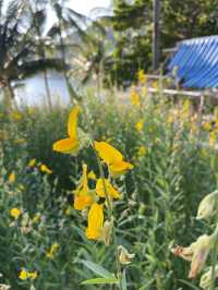ทุ่งปอเทือง ริมทะเล หาดเมอลิน🌼