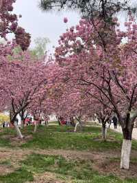 Cherry blossom @ Yuyuantan Park Beijing China