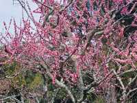 Nara Park, Japan - a Haven for Cherry Blossoms
