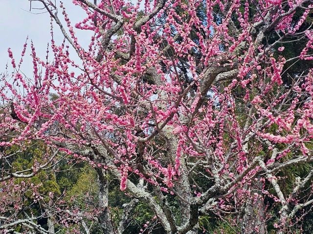 Nara Park, Japan - a Haven for Cherry Blossoms