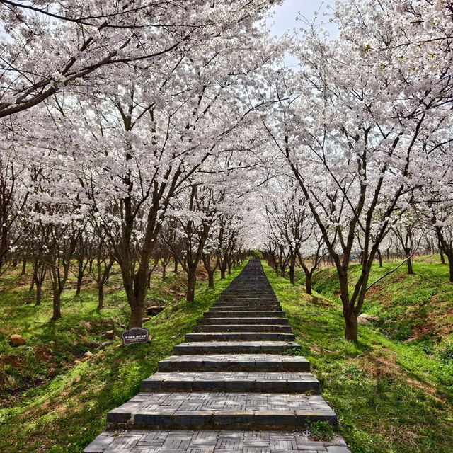 在櫻花海中迷失的日子～嘉義都會森林公園