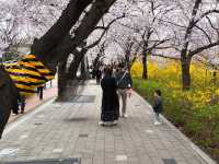 “Spring in Seoul: Yeouido’s Cherry Blossom Symphony”