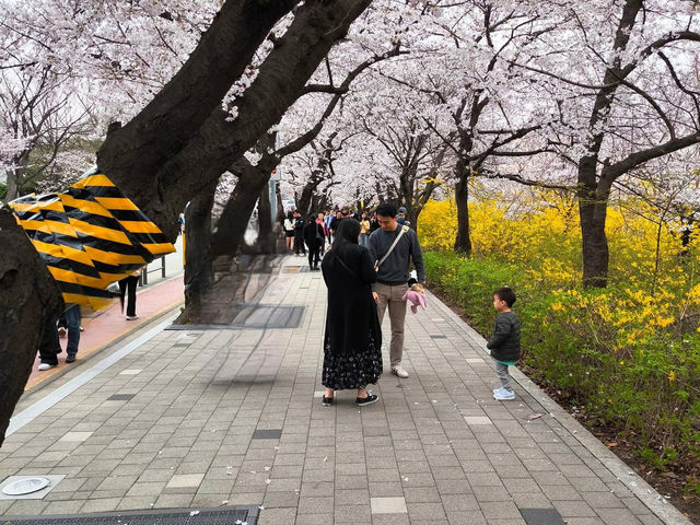 “Spring in Seoul: Yeouido’s Cherry Blossom Symphony”