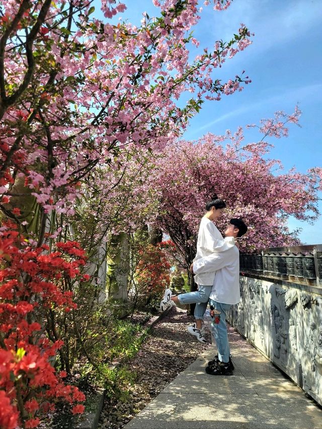 서부해당화 축제가 열리는 강진 남미륵사🩷