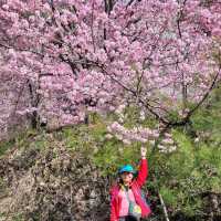 三色花景ㄧ次搞定的萬里林園