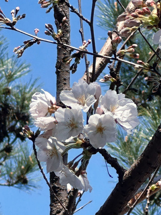 Chasing Cherry Blossoms Through Busan Streets