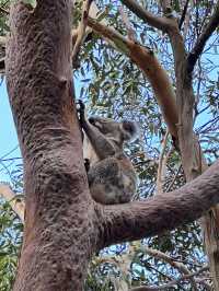 Port Stephen koala sanctuary 