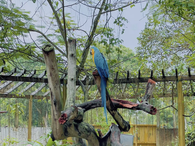 Roaring Adventures Await: A Day at A’Famosa Safari Wonderland