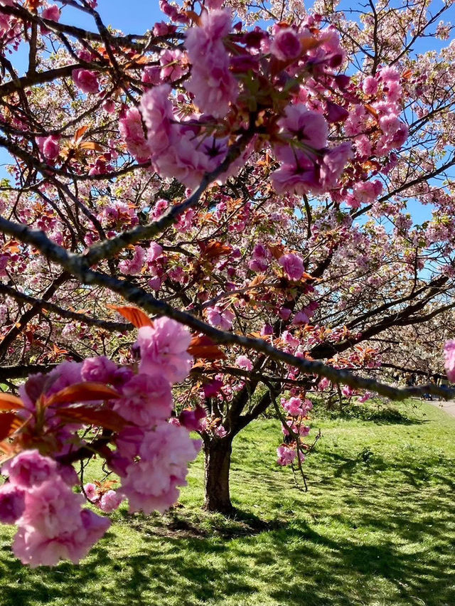 Royal Botanical Gardens, Kew,