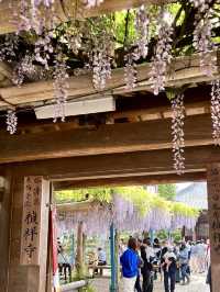Wisteria in Full Bloom at Teishoji Temple