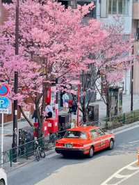 Full Bloom of Pink Cherry Blossoms in Shibuya 🌸