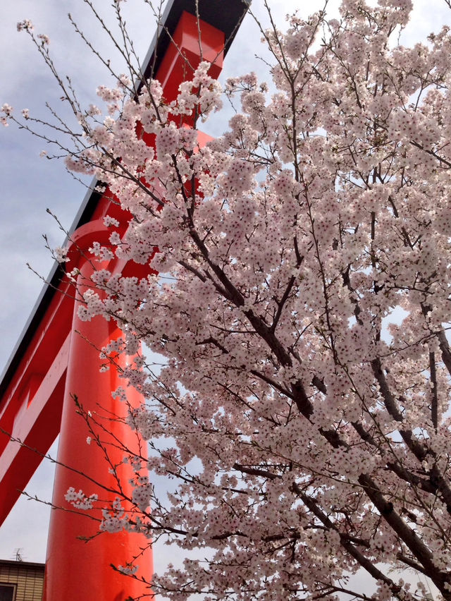 Secret Dawn: Chasing Cherry Blossoms at Fushimi Inari’s Hidden Paths
