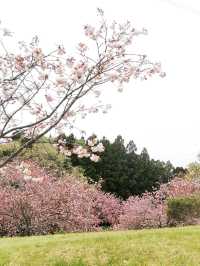 Shizumine Furusato Park Cherry Blossoms | A Pastoral Sakura Paradise in Ibaraki