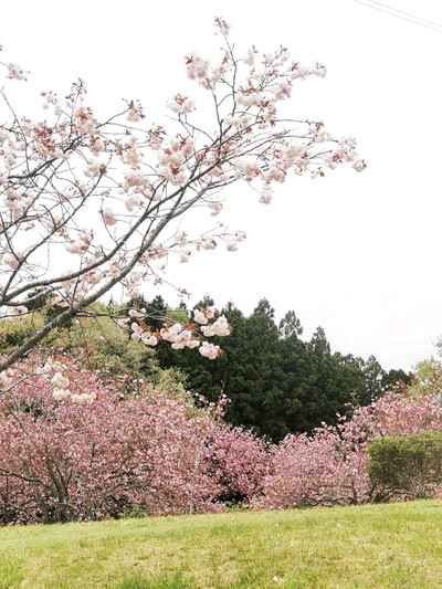 Shizumine Furusato Park Cherry Blossoms | A Pastoral Sakura