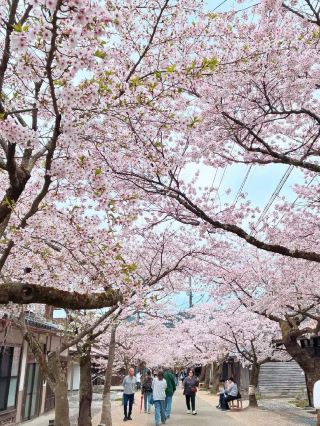 Gaisen Sakura Street: A Historic Tunnel of Blossoms in Shinjō Village