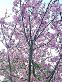 Cherry blossom viewing at the Gardens of Twelve Friends