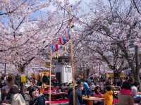 Maruyama Park: Kyoto's Most Lively Cherry Blossom Party