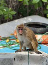 Monkey island Negombo, Sri Lanka 