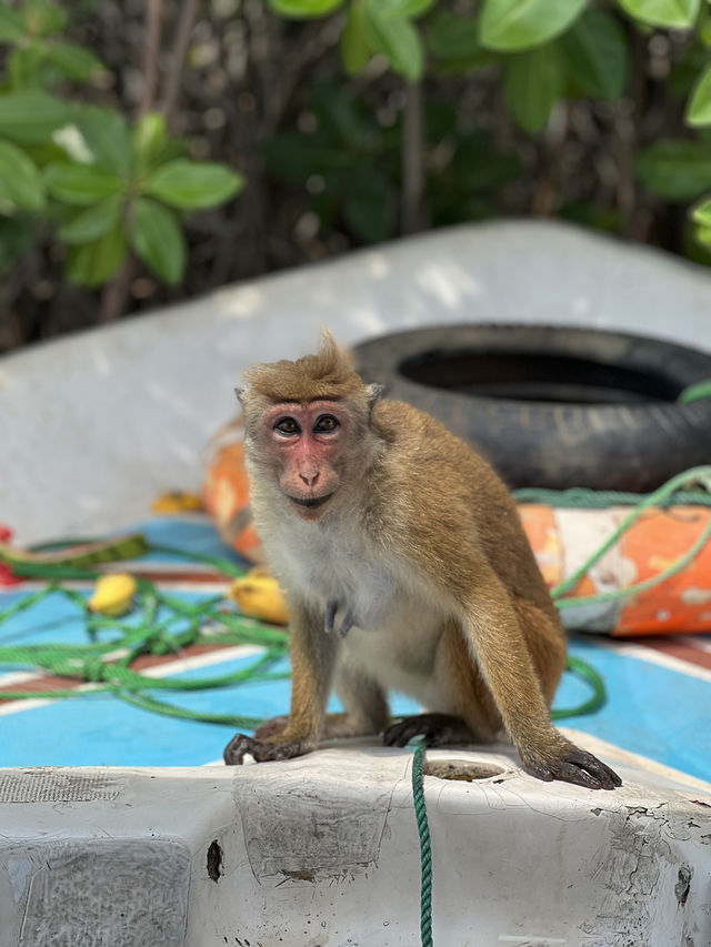 Monkey island Negombo, Sri Lanka 