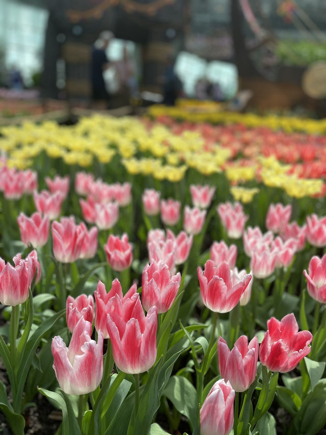 🇸🇬 Tulipmania is back in Flower Dome ! 