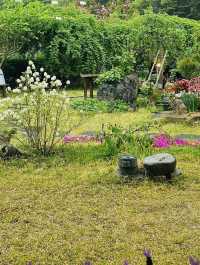 Discovering Rosa Banksiae Magic at "Rising Bloom"