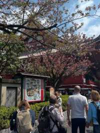 “Sensoji in Bloom: Tokyo’s Timeless Temple Amid Cherry Blossoms”