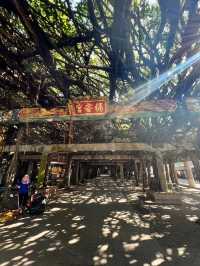 超壯觀～澎湖超過300年的大榕樹！