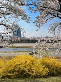 Sakura Blooming in Cheongju