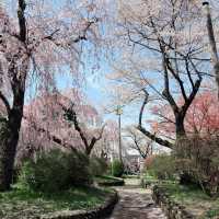 A 350-Year-Old Cherry Blossom Wonderland