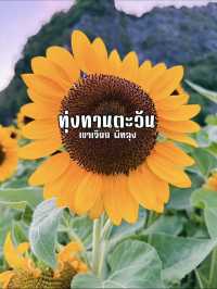 ไปถ่ายรูปเล่นกันมั้ย? ทุ่งทานตะวันเขาเจียกกำลังบาน