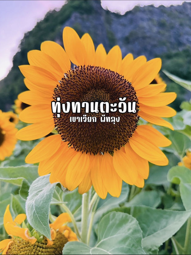 ไปถ่ายรูปเล่นกันมั้ย? ทุ่งทานตะวันเขาเจียกกำลังบาน