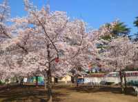 仙台最便捷的市區賞櫻景點---西公園