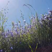 Lake Elsinore Super Bloom – Lake Elsinore, CA