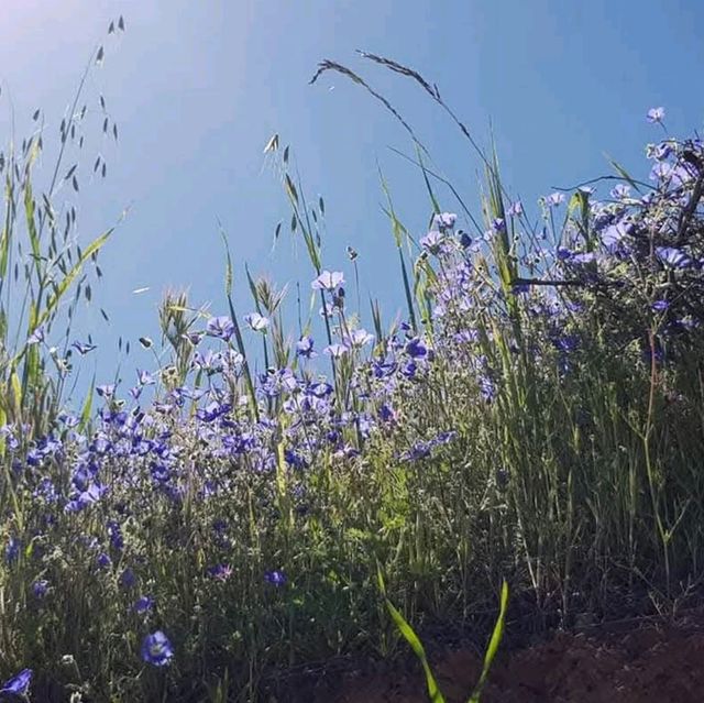 Lake Elsinore Super Bloom – Lake Elsinore, CA